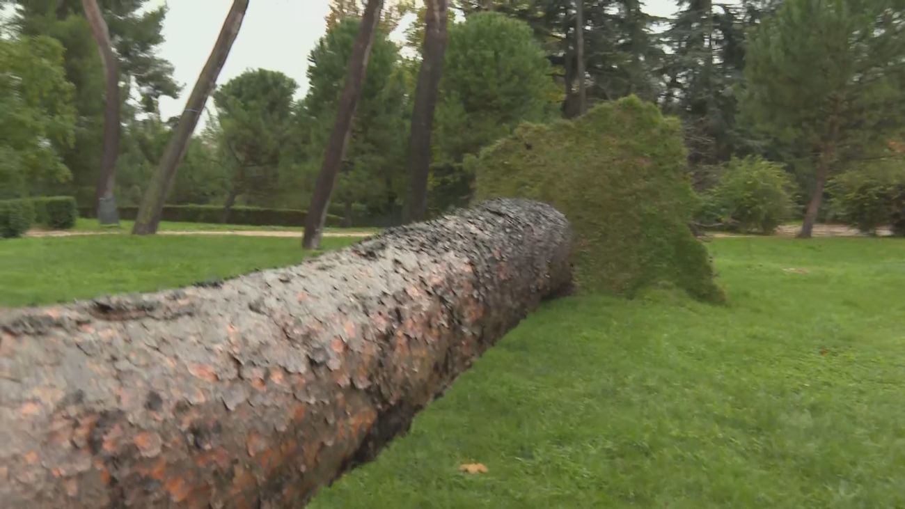Varios coches destrozados por la caída de un árbol en el parque del Oeste de Madrid