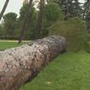 Varios coches destrozados por la caída de un árbol en el parque del Oeste de Madrid