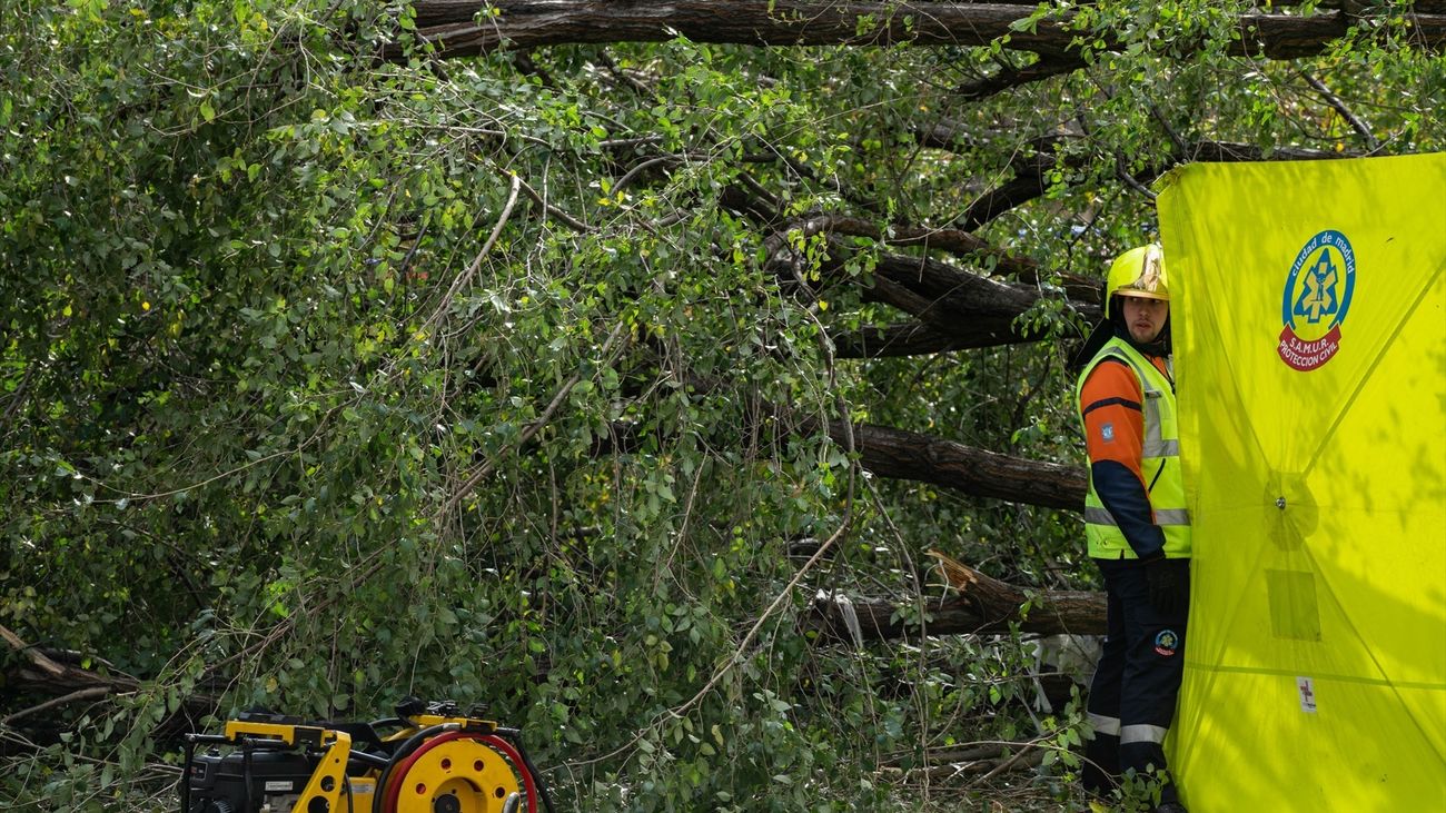 La Mesa del Árbol de Madrid aborda el trágico accidente que costó la vida a una joven