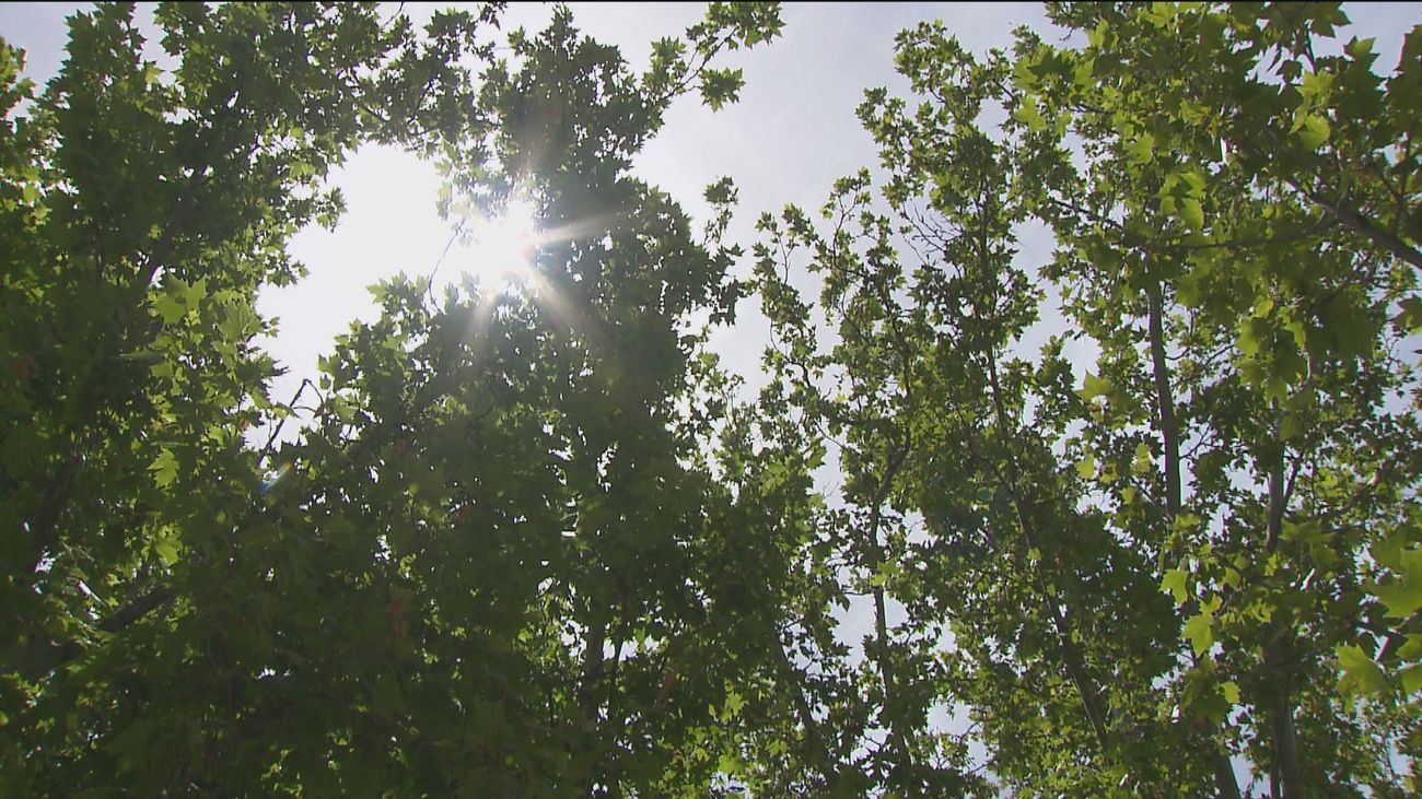 El parque de El Retiro se mantiene cerrado y se revisan los árboles