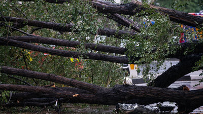 La joven fallecida en la calle Almagro, quinta víctima mortal por caída de ramas o árboles en Madrid en 9 años