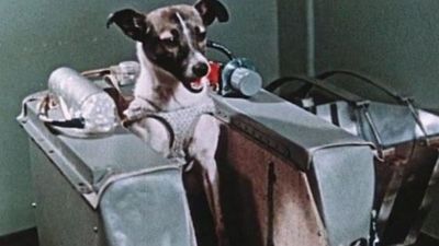 66 años del primer ser vivo en el espacio, la perra Laika