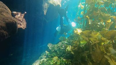 Buceamos en las aguas transparentes del Cenote 'Nicte-Ha'