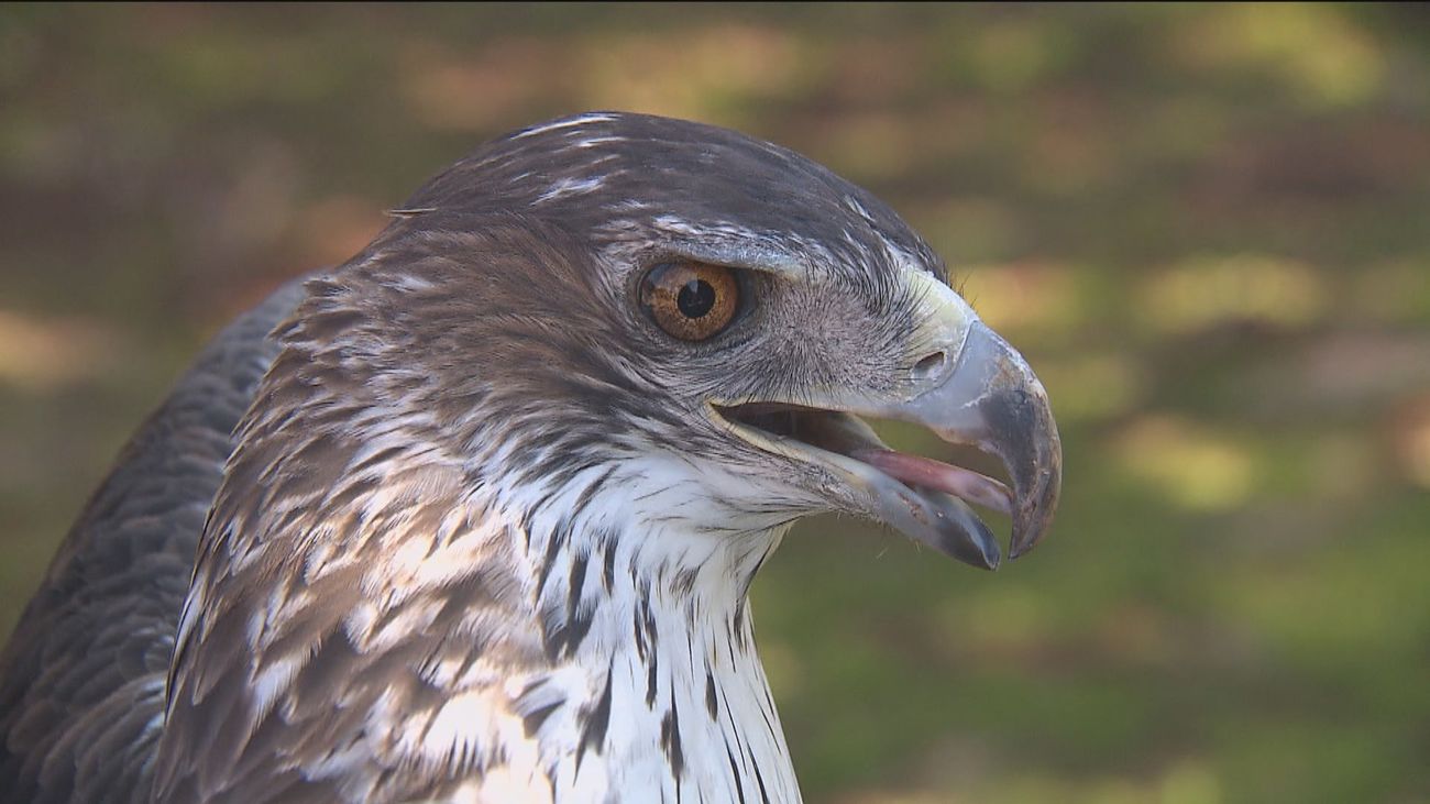 La Comunidad de Madrid recupera el aguila perdicera