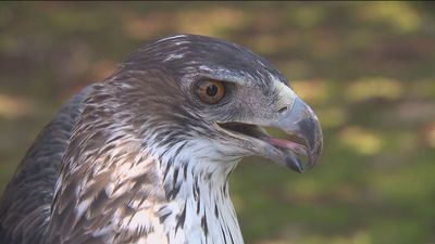 La Comunidad de Madrid recupera el aguila perdicera