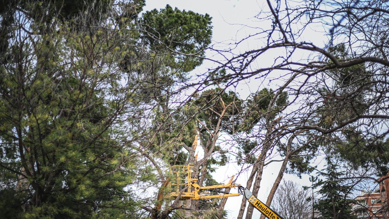 Trabajos de supervisión de árboles en El Retiro