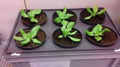 Lechugas urbanas contra la contaminación