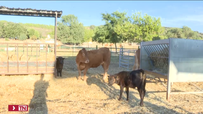 La Comunidad de Madrid anuncia ayudas para ganaderos afectados por 'el Covid de las vacas'