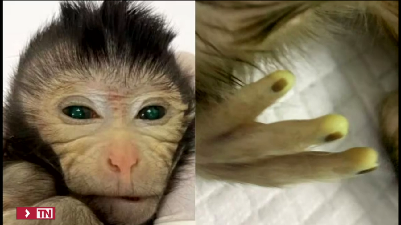 The first chimeric monkey is born from the embryo of another monkey: What does it mean?