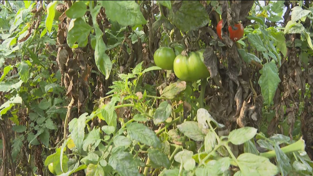 El tomate español, en horas bajas
