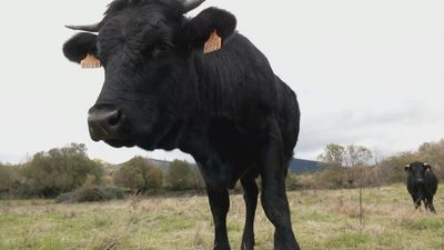 ¿Cómo afectará el 'Covid de las vacas' al sector ganadero?