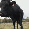 ¿Cómo afectará el 'Covid de las vacas' al sector ganadero?