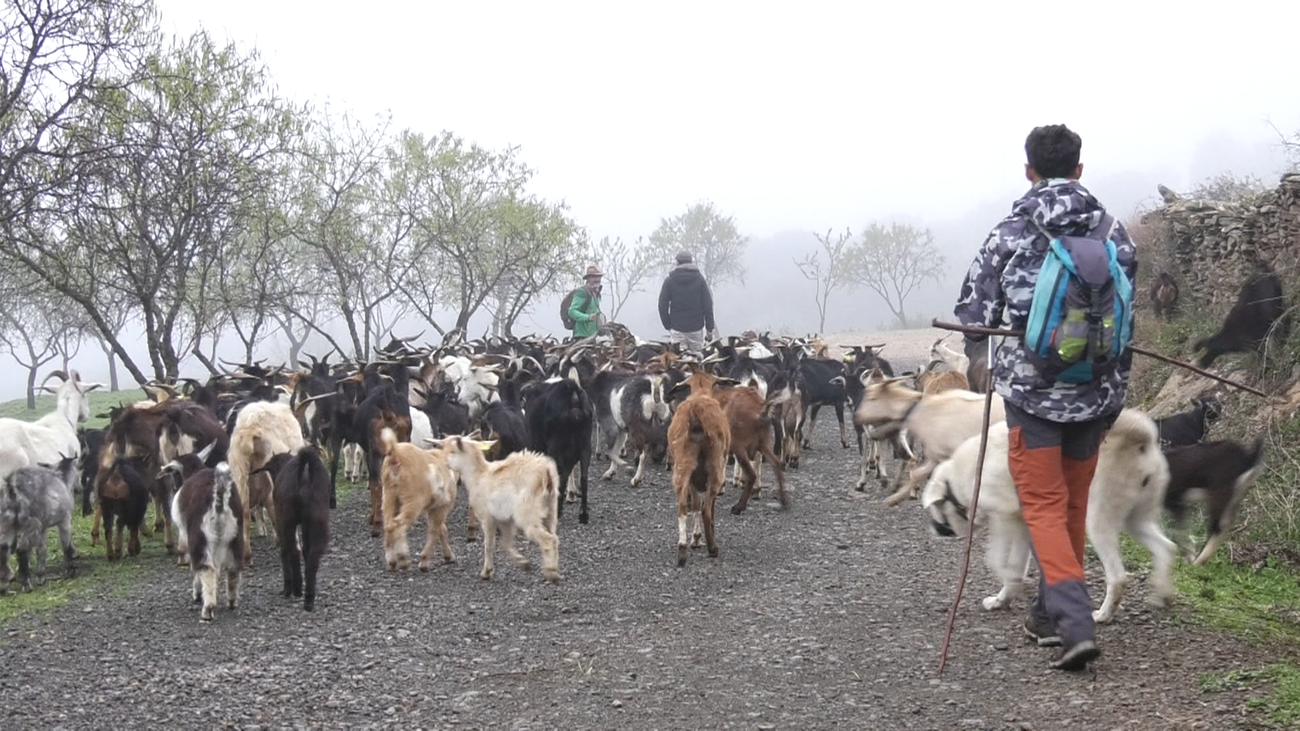Los rebaños de cabras regresan a El Atazar después de 40 años
