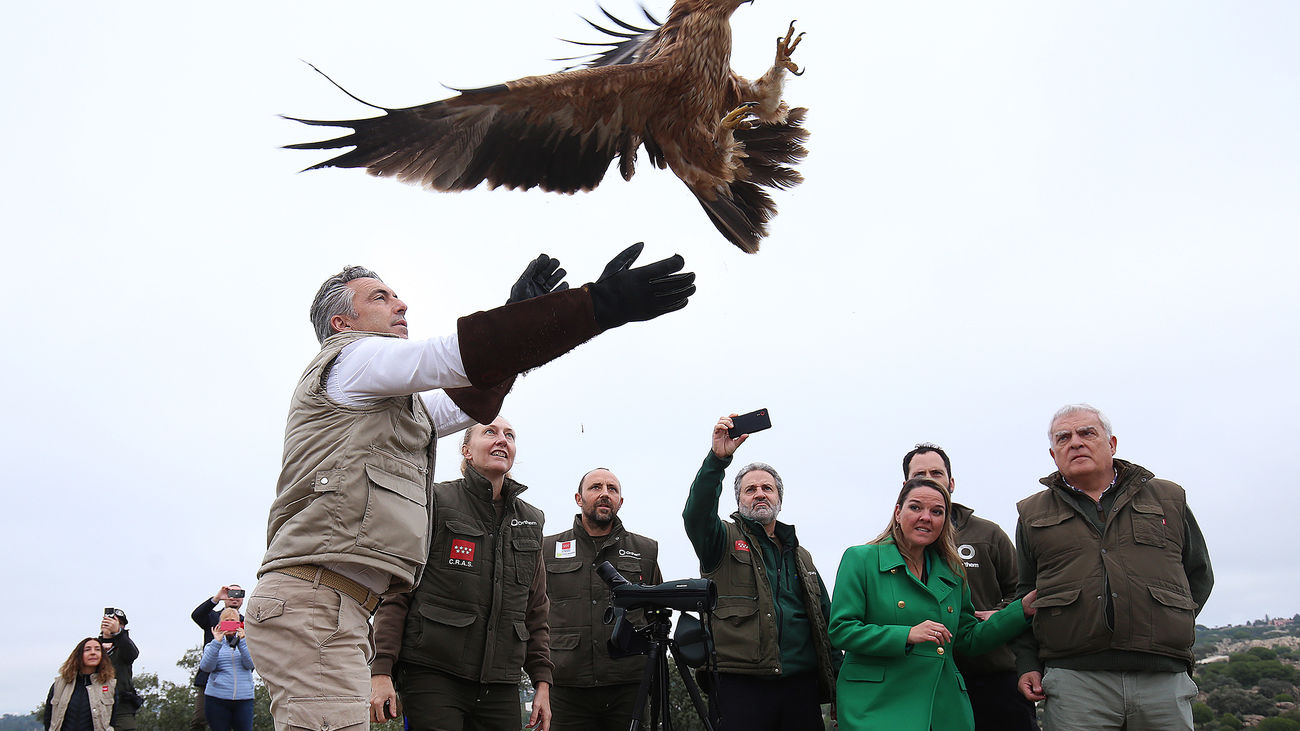 180 águilas imperiales ibéricas vuelan sobre Madrid