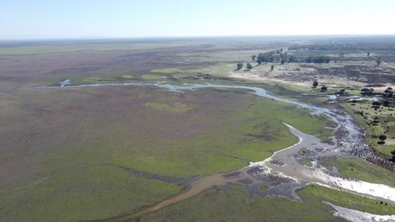 The latest rains have barely managed to recover the Doñana marshes