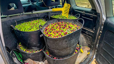 Agentes forestales interceptan en Paracuellos un todoterreno con 180 kg de aceitunas de dudosa procedencia