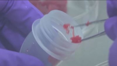 Italia prohíbe la producción y venta de carne artificial