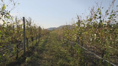 El viñedo más exclusivo de Kakheti, "La Rioja georgiana"