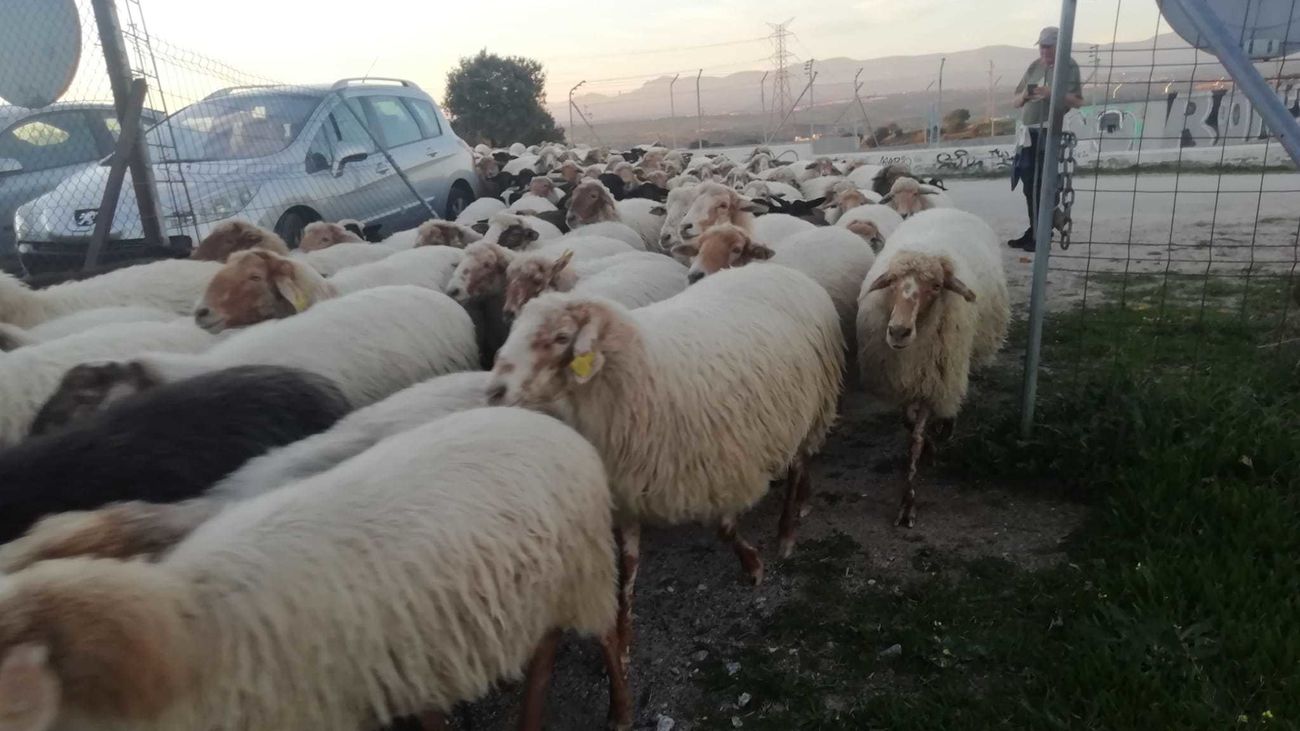 Entrada de las ovejas en el término municipal de Madrid camino de la Universidad Autónoma