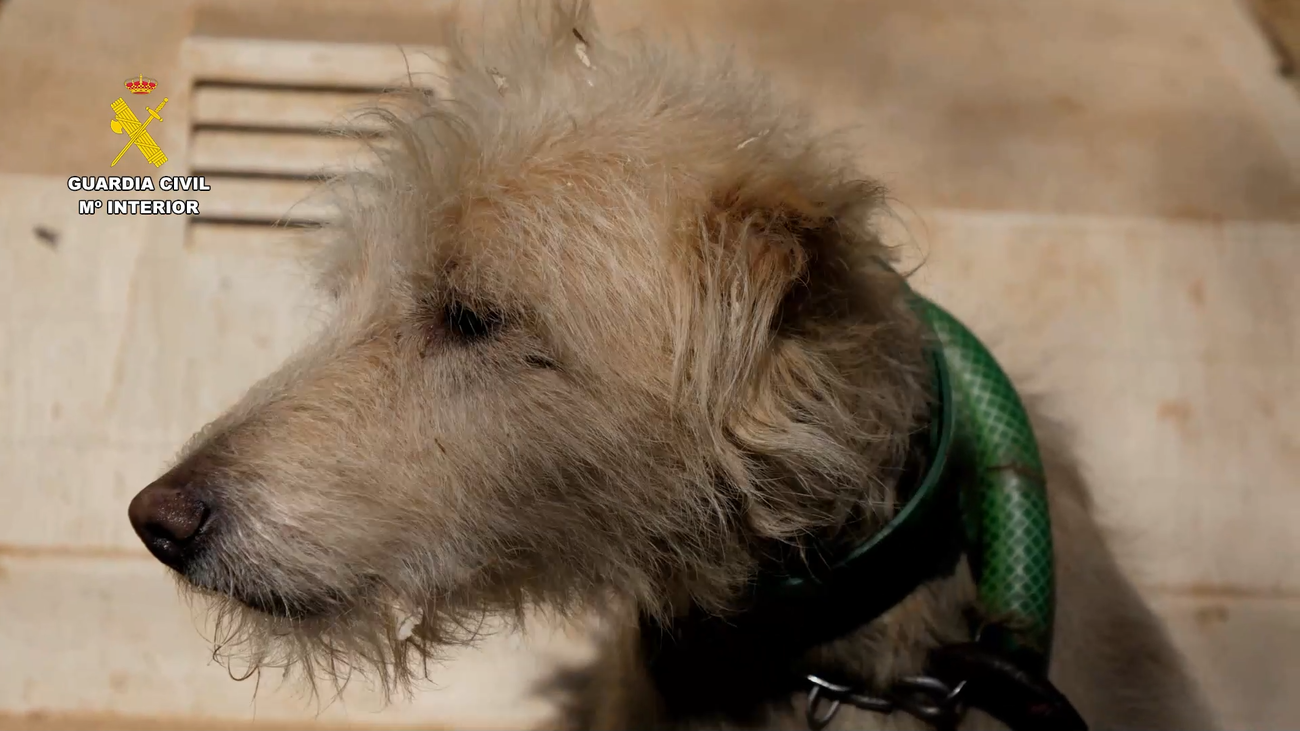 Más de medio centenar de investigados por mutilar orejas y rabos a 1.111 perros