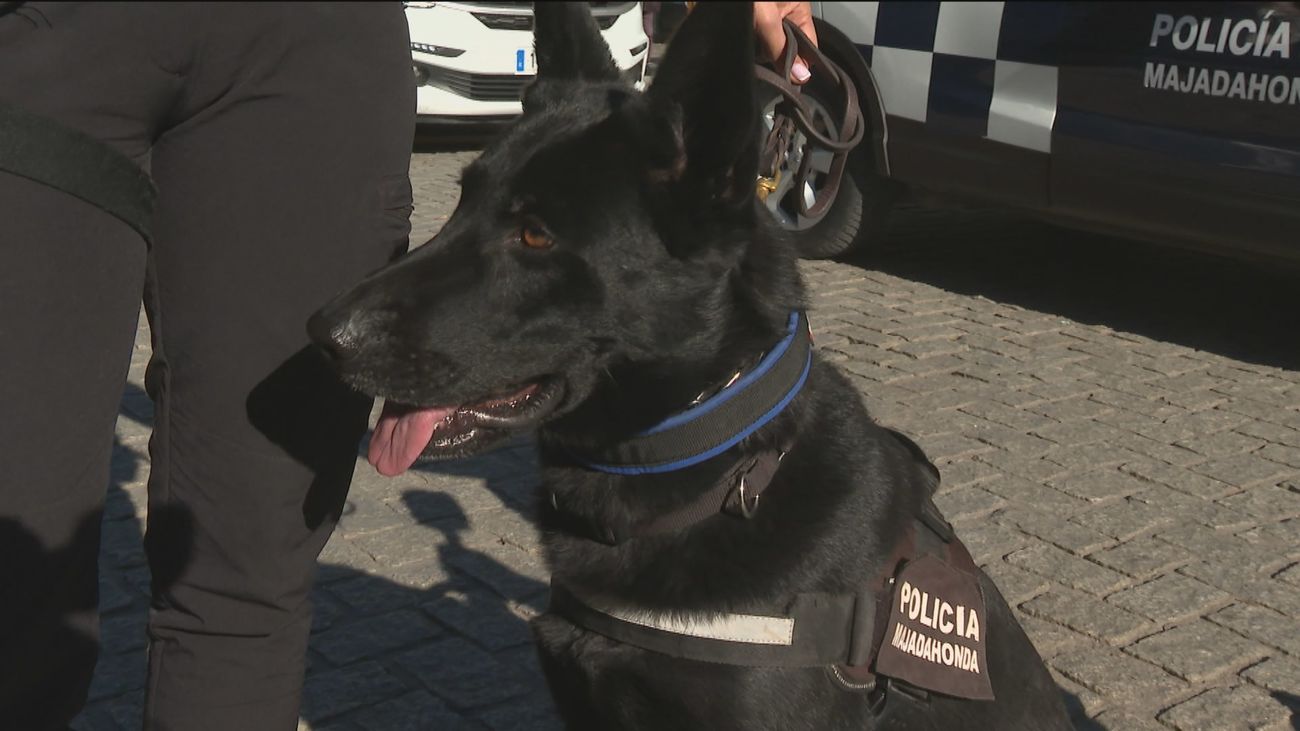 Rayo, el agente antidroga de la Policía Local de Majadahonda