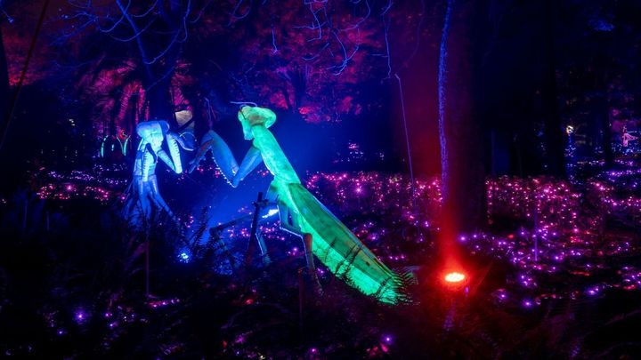 'Naturaleza Encendida' en 2023: fechas, horarios y precios