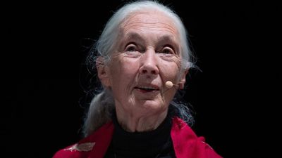 Jane Goodall afirma que para cuidar la salud hay que cuidar el planeta
