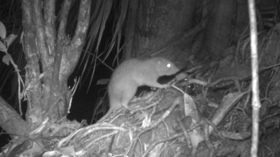 Primeras imágenes de una rara rata gigante que rompe cocos