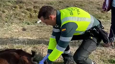 Agentes de la Guardia Civil asisten el parto de una cabra junto a una carretera de Valladolid