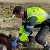 Agentes de la Guardia Civil asisten el parto de una cabra junto a una carretera de Valladolid