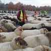 Las ovejas bombero llegan a la Casa de Campo para pasar el invierno