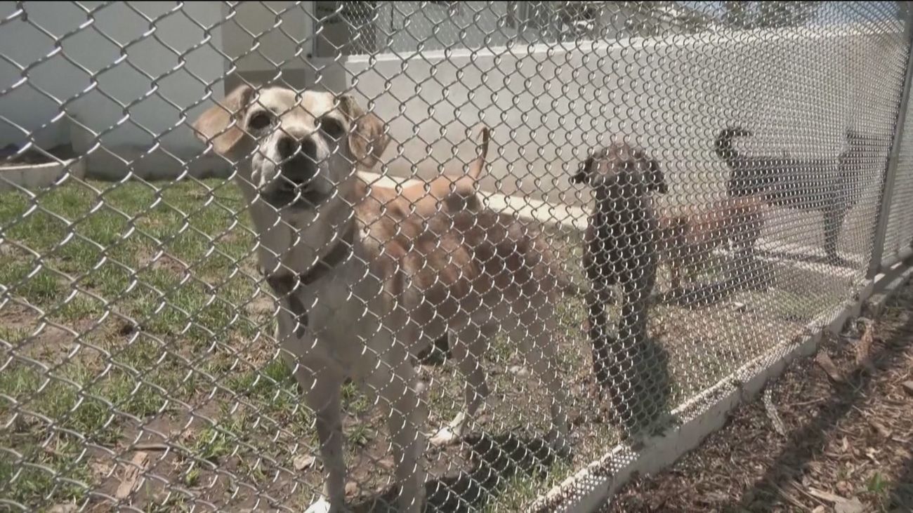 Tres de cada diez perros regalados por Navidad terminan abandonados