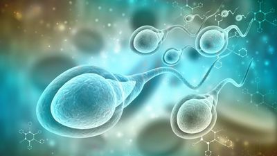 La calidad del semen de los españoles varía según donde se viva