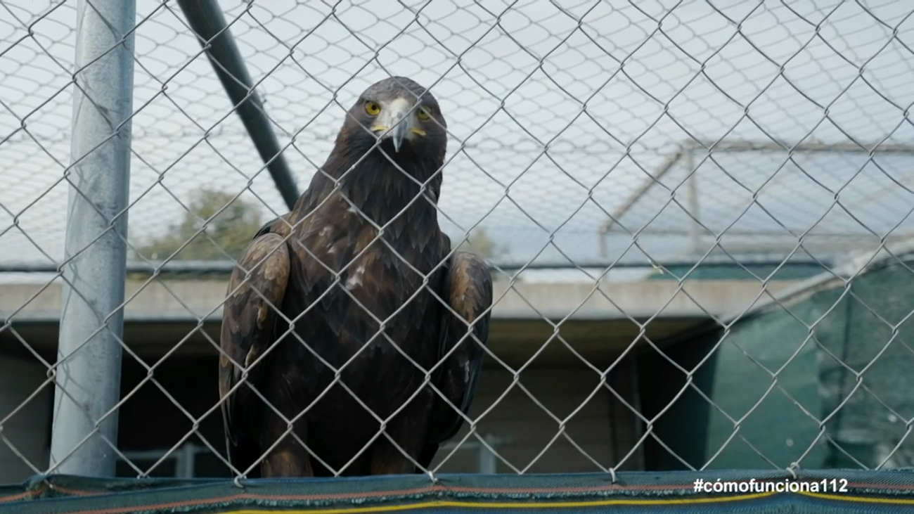 ¿Qué hacer con los animales silvestres que nos encontramos?