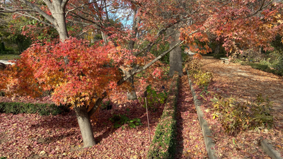 El Real Jardín Botánico-CSIC pone "el otoño a los pies de sus visitantes"