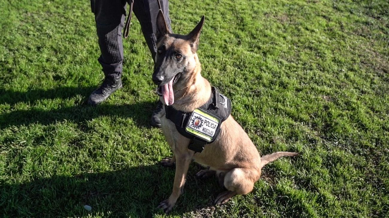 Exhibiciones de la Unidad Canina de Móstoles: cuándo puedes verlas