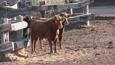¿Cómo entrenan los ganaderos a los toros bravos?