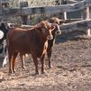 ¿Cómo entrenan los ganaderos a los toros bravos?