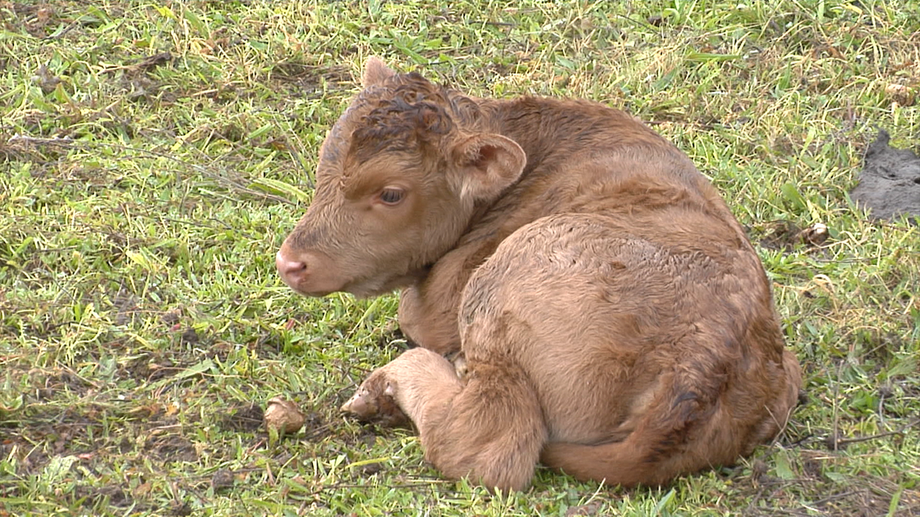La producción animal madrileña, atracción de consumo nacional