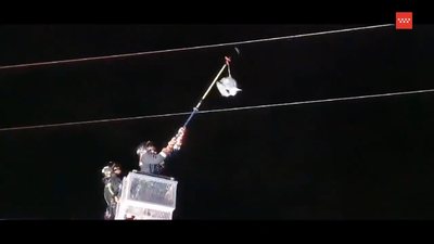 Bomberos liberan una garza real atrapada en un tendido eléctrico en Manzanares El Real