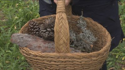 Recuerda, el monte no es un mercado de adornos navideños