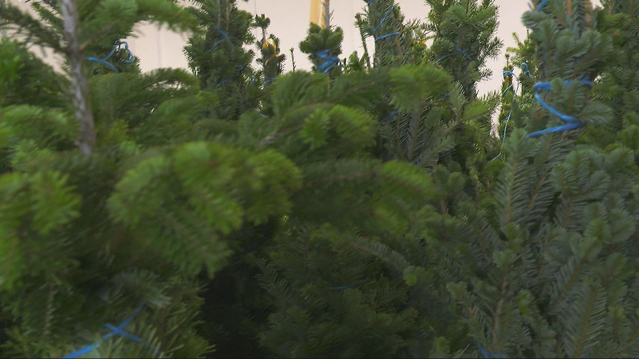 ¿Cómo escoger el árbol para tener una Navidad sostenible?