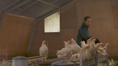 El sector ganadero y avícola advierte:  la ley de bienestar animal de la UE aumentará el precio de la carne