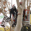 Vecinos se encadenan a árboles de Arganzuela afectados por las obras del Metro