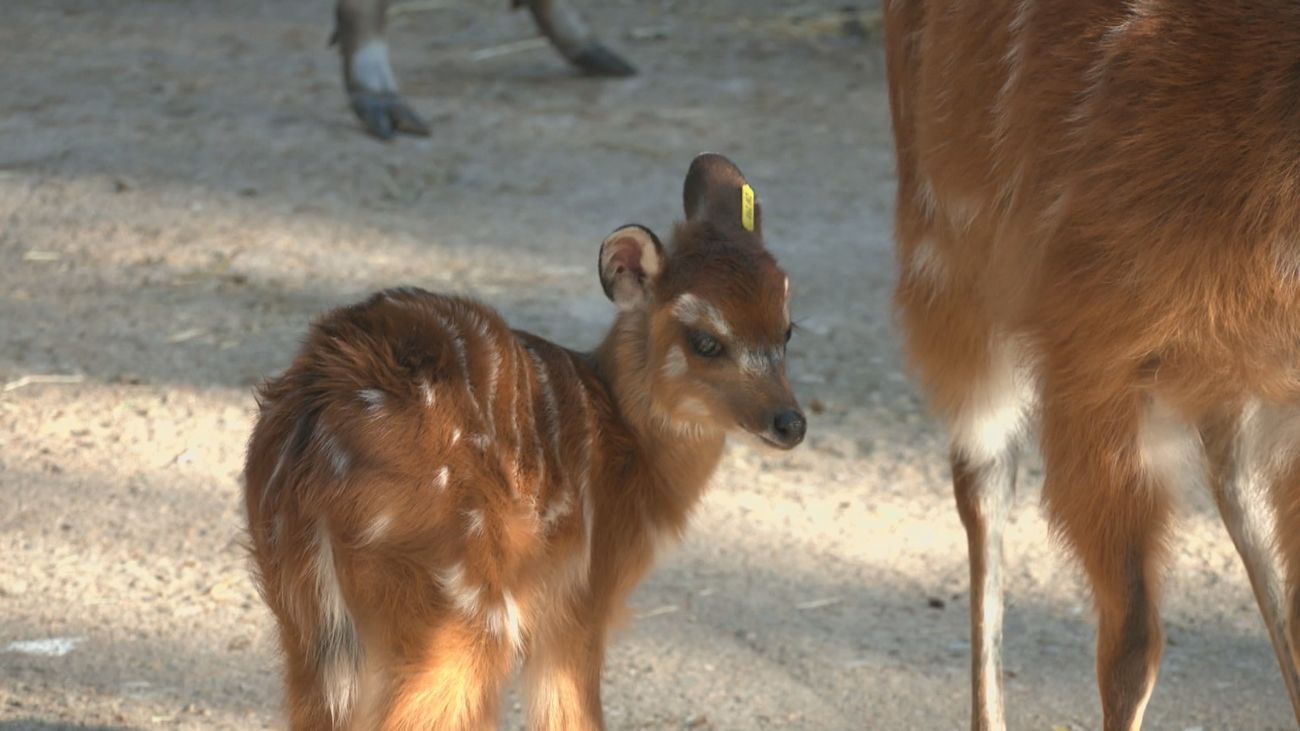 Conoce a Ginny, la nueva cría de antílope sitatunga del Zoo de Madrid