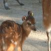 Conoce a Ginny, la nueva cría de antílope sitatunga del Zoo de Madrid