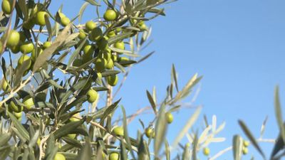 ¿Cómo se recogen y aliñan las aceitunas?