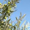 ¿Cómo se recogen y aliñan las aceitunas?