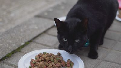 Valdemaqueda reduce su número de gatos callejeros