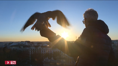 Un halcón y dos águilas para proteger la Puerta de Alcalá de las palomas